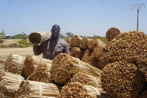Kaito investiert in Senegals Schilf