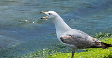 Möwe an der Ostsee