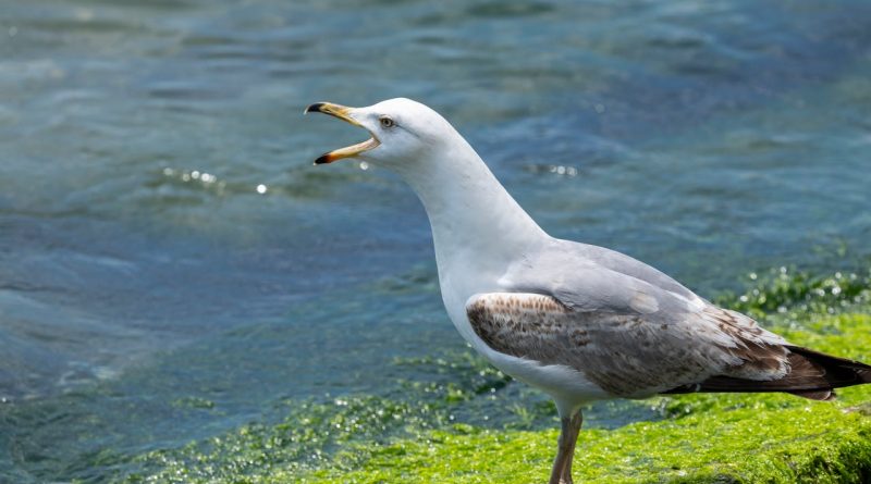 Möwe an der Ostsee